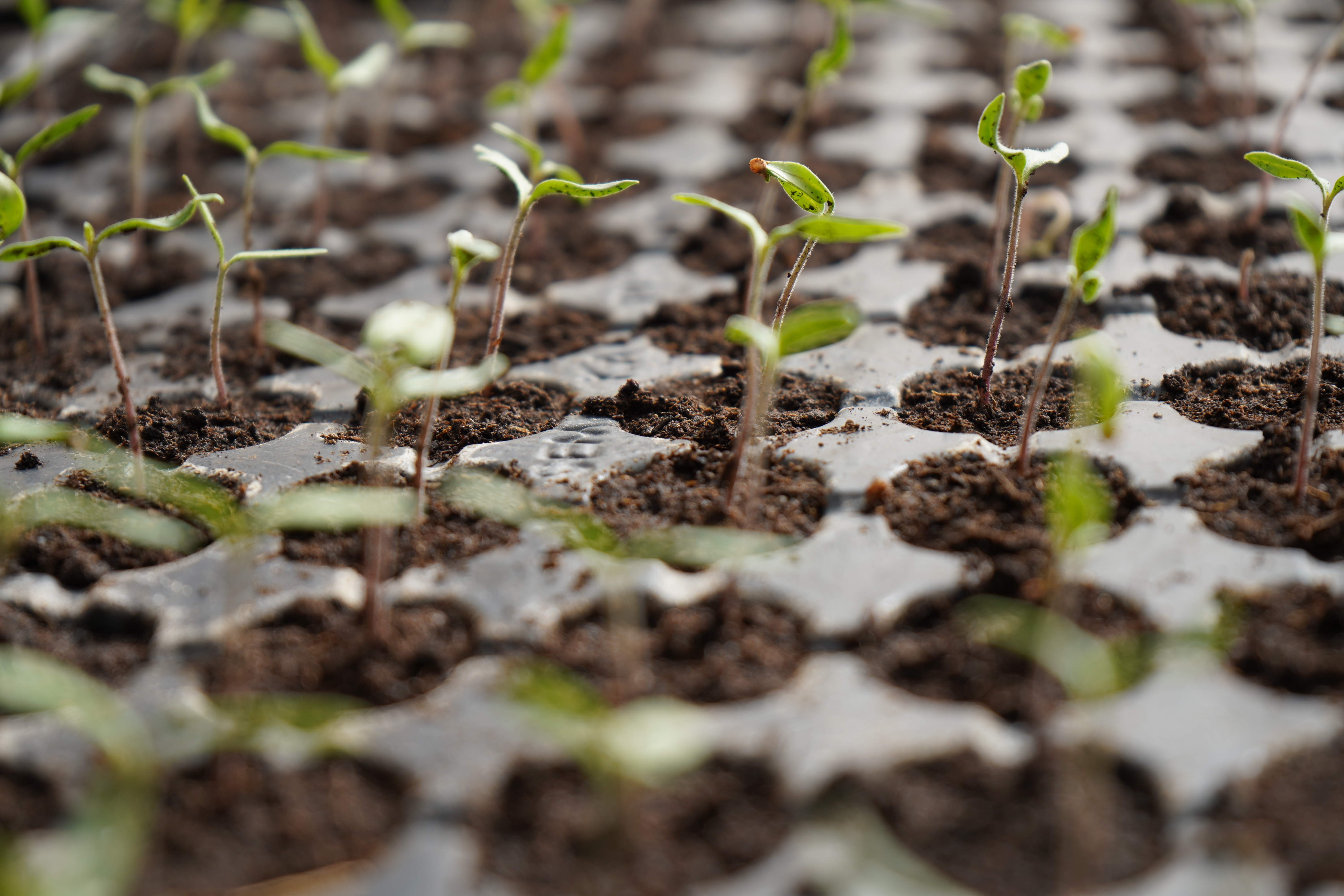 Pépinière Tomate 1